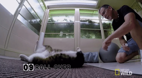 cats roll over GIF by Nat Geo Wild 