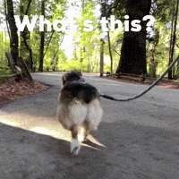 Corgi GIF