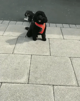 Pair of Pups Have Radically Different Levels of Enthusiasm for a Walk