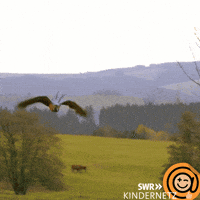 Tiere Bis Unters Dach Bird GIF by SWR Kindernetz