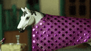 skintdressagedaddy horse drinking alcoholic geoffrey GIF