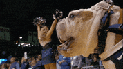butler bulldogs GIF by BIG EAST Conference