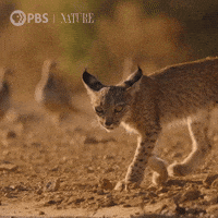 Explore Baby Animal GIF by Nature on PBS