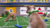 dogs puppies GIF by Puppy Bowl