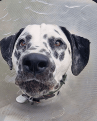 Dalmatian Love GIF