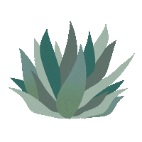 Blue Agave Tequila Sticker by Casa Don Ramón