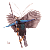 Bird Cenderawasih Sticker by econusa