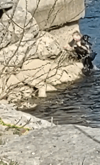 Police Officer Rescues Dog From River