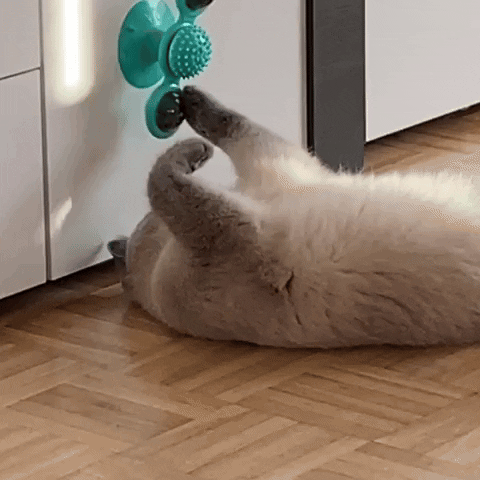 Happy Cat GIF