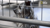 doggie winter wonderland pupparazzi GIF by Nat Geo Wild