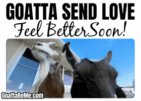 Feel Better Get Well GIF by Goatta Be Me Goats! Adventures of Pumpkin, Cookie and Java!