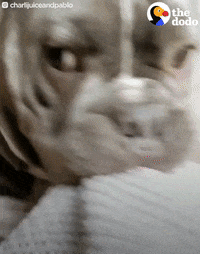 dog blanket GIF by The Dodo