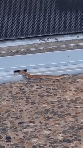 Snake Catcher Rescues Yellow-Faced Whip Snake 