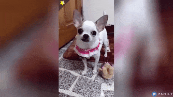 dog GIF by Pamily