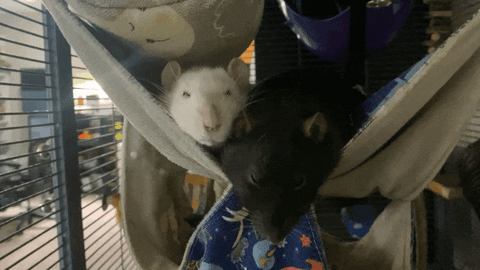 olivesmischief giphyupload sleepy yawning rats GIF
