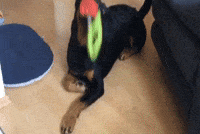 LordBobbel dog lord hund rottweiler GIF