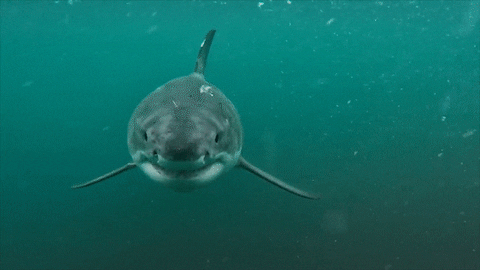 Discovery GIF by Shark Week