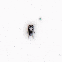 Nft Doge GIF