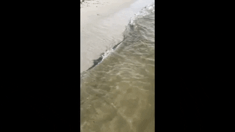 larryniles giphygifmaker minnows horseshoe crabs GIF