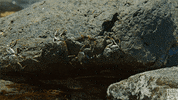 blue planet oceans GIF by BBC America