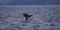 alaska GIF
