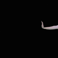 akosopsom love dog puppy i love you GIF