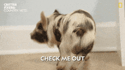 National Geographic Love GIF by Nat Geo Wild