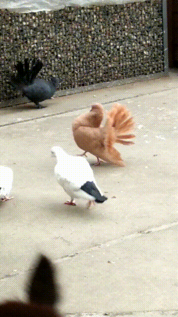 wannabe peacock GIF