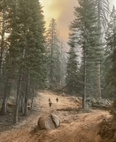 Smoke Rises as Firefighters Protect Trees in Sequoia National Park's Giant Forest