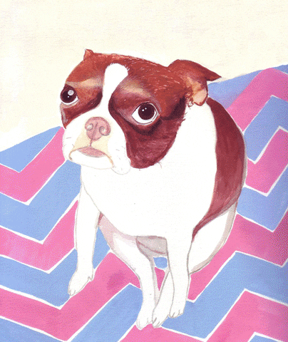 Boston Terrier Waiting GIF by joanramone