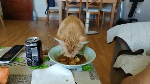 Migatapersa giphygifmaker gato comiendo lentejas GIF