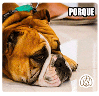 Budapets cat dog gato pets GIF