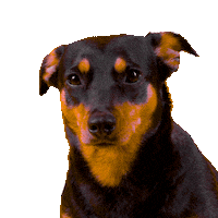 Happy Dogs Sticker by Koko