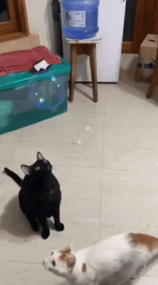 cuteanimalland giphyupload GIF