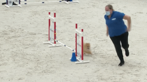 Espn Dogs GIF by American Kennel Club