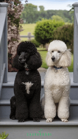White Dog Dogs GIF by Caavakushi