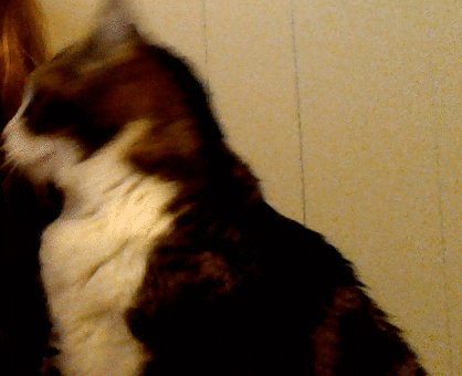 i made GIF
