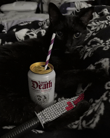 Black Cat GIF