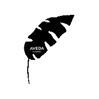 Monsterra Sticker by Aveda Florida