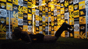 Winning University Of Missouri GIF by Mizzou Athletics