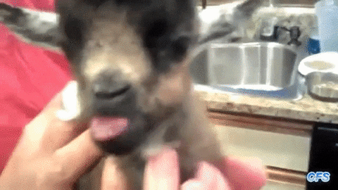 GIF by Random Goat