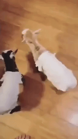 Adorable Leaping Goats Show Excitement for Christmas