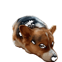 Dog Corgi Sticker