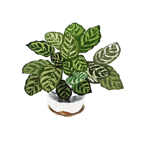 safranaArt plant growth plantgrowth greenplant Sticker