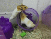 cute aww GIF