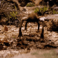 Jim Henson Netflix GIF by The Dark Crystal: Age of Resistance