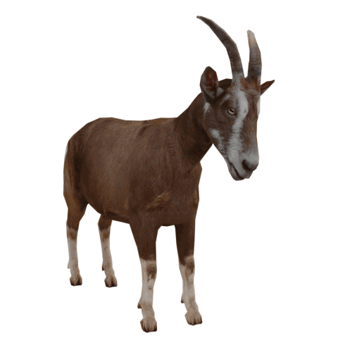 Munich-Gif-King giphyupload goat 3dgoat Sticker