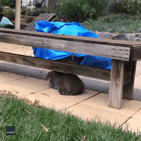 Adorable Wombat Finds Perfect Scratching Spot at Australian Home