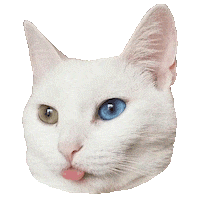 Cat Lady Sticker by Smitten Kitten