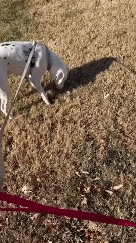 Deaf and Blind Dog Regularly Checks for Owner While Out for Walkies